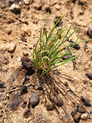 조가든님의 기타작물 · 영농일지 작성글 사진