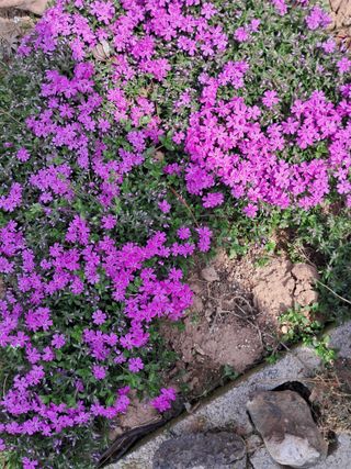 바이러스다걸여셔요님의 모임 반장님 칭찬해요 · 참여글 작성글 사진