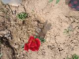 바이러스다걸여셔요님의 모임 반장님 칭찬해요·참여글 작성글 사진