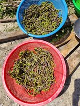 팜모닝 자유주제·자유게시판 게시글 이미지