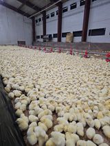 팜모닝 자유주제·자유게시판 게시글 이미지