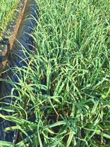 팜모닝 마늘·병해충상담 게시글 이미지