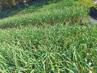 유충상님의 마늘 · 병해충상담 작성글 사진