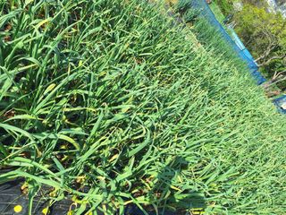 유충상님의 마늘 · 병해충상담 작성글 사진