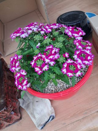 두릅나무21460님의 모임 반장님 칭찬해요 · 참여글 작성글 사진