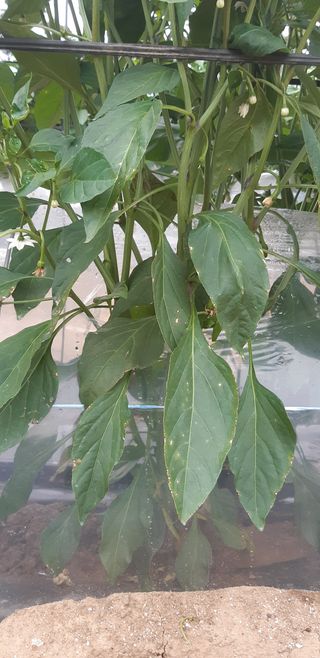 강종선님의 기타작물 · 병해충상담 작성글 사진