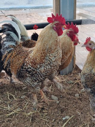 귤4853님의 자유주제 · 자유게시판 작성글 사진