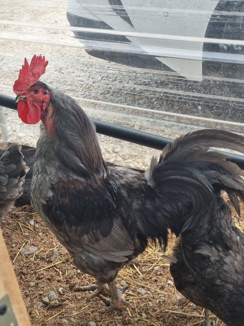 귤4853님의 장터 판매 상품 [닭.계란] 첨부 사진