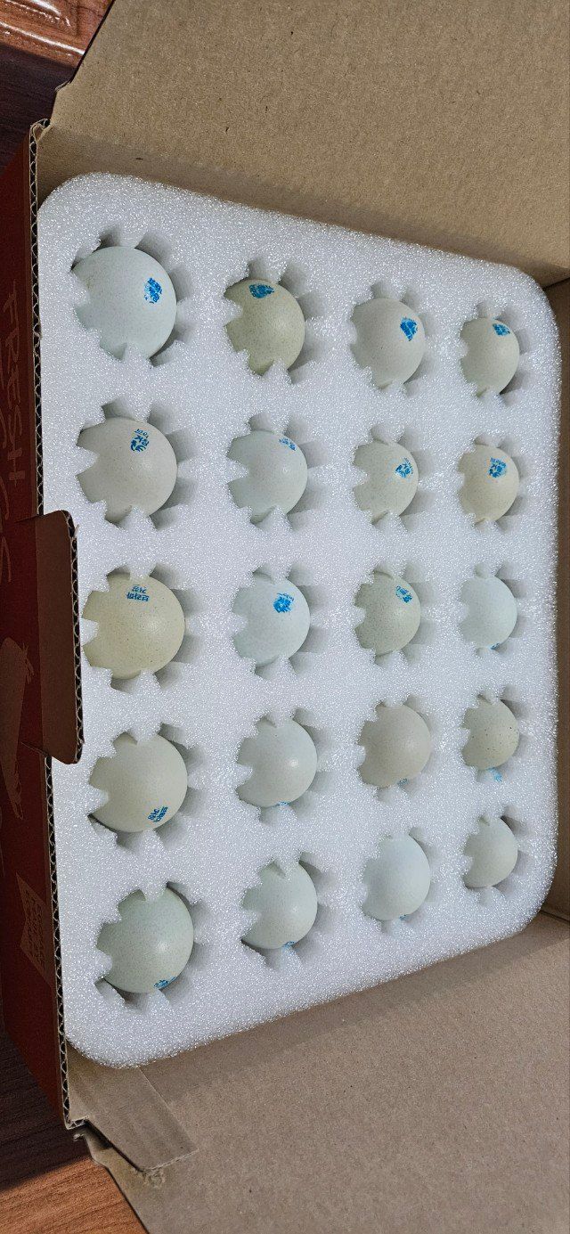 귤4853님의 장터 판매 상품 [닭.계란] 첨부 사진