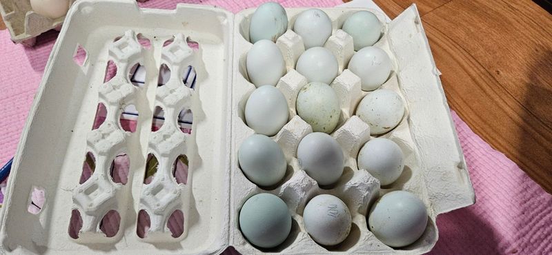 귤4853님의 장터 판매 상품 [닭.계란] 첨부 사진