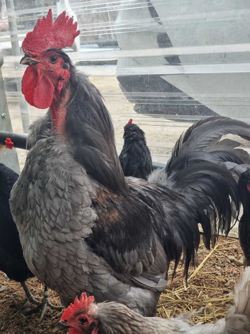 귤4853님의 장터 판매 상품 [닭.계란] 첨부 사진