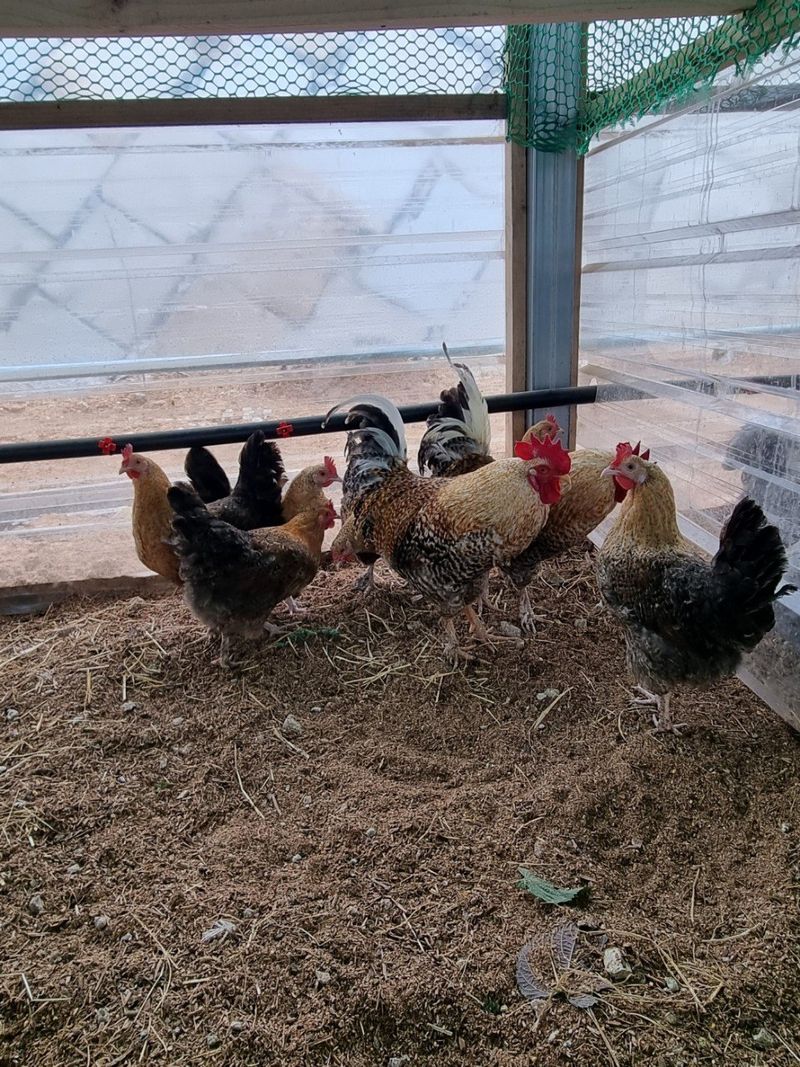 귤4853님의 장터 판매 상품 [닭.계란] 첨부 사진