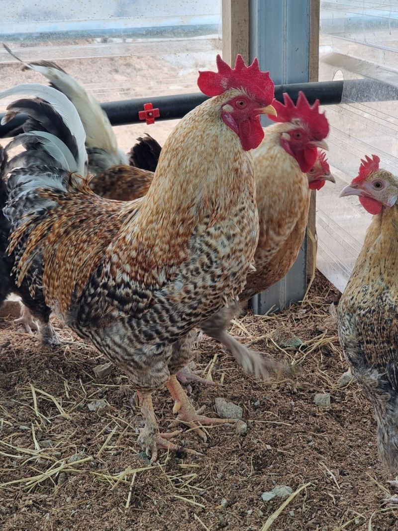 귤4853님의 장터 판매 상품 [닭.계란] 첨부 사진