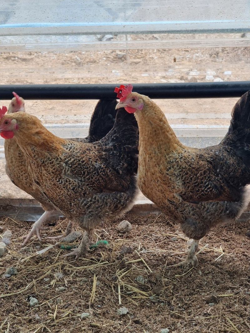 귤4853님의 장터 판매 상품 [닭.계란] 첨부 사진