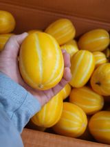 팜모닝 팜모닝·출석 게시글 이미지