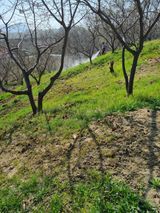 팜모닝 기타작물·영농일지 게시글 이미지