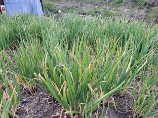 강래규님의 파 · 병해충상담 작성글 사진