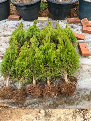 신강식님의 기타작물 · 영농일지 작성글 사진