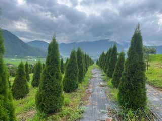 신강식님의 기타작물 · 영농일지 작성글 사진