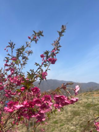 신강식님의 기타작물 · 영농일지 작성글 사진