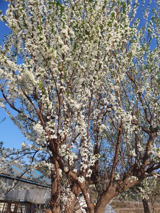 김옥자님의 자유주제 · 자유게시판 작성글 사진
