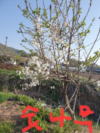 김옥자님의 자유주제 · 자유게시판 작성글 사진