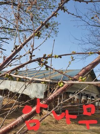 김옥자님의 자유주제 · 자유게시판 작성글 사진