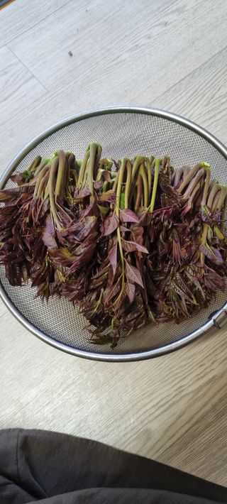 애플사랑님의 자유주제 · 자유게시판 작성글 사진