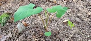 달팽이님의 농사, 무엇이든 물어보세요! · 참여글 작성글 사진