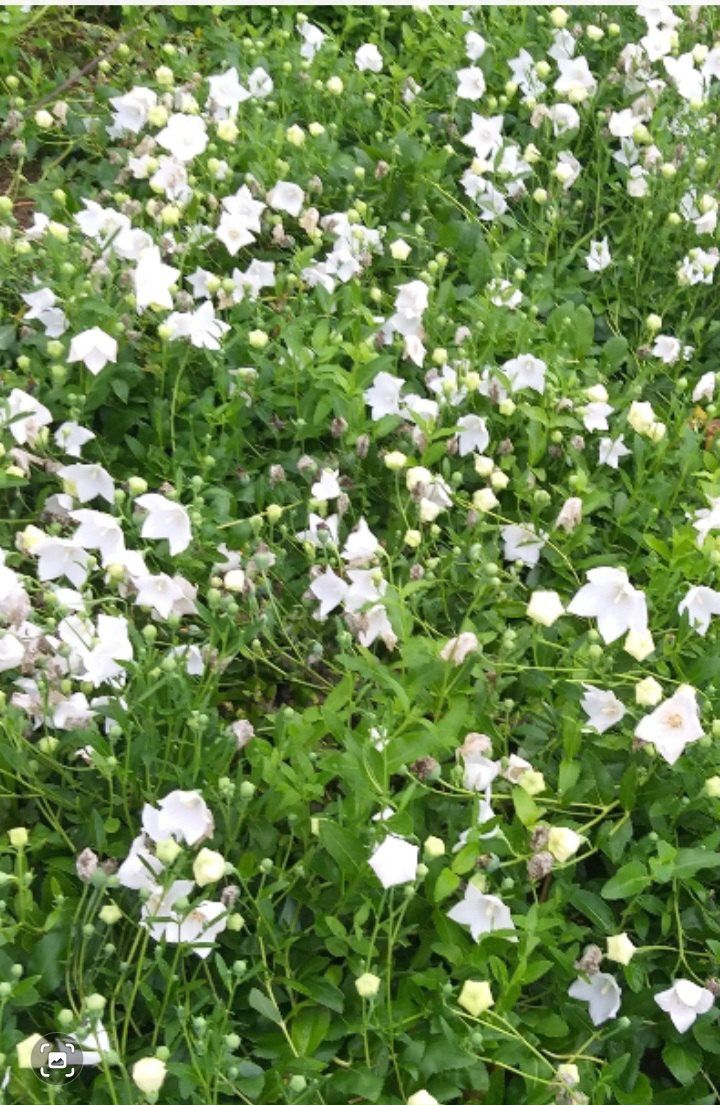 장터 상품 [백도라지씨앗 ] 썸네일