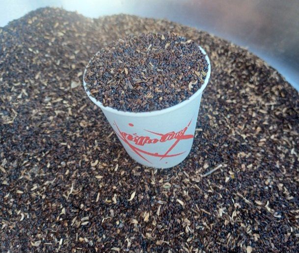 김귀남님의 장터 판매 상품 [백도라지씨앗 ] 첨부 사진