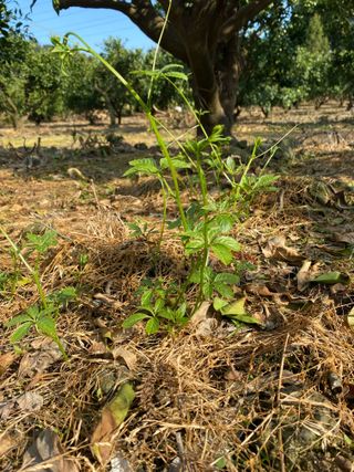 권영구님의 귤 · 제초 작성글 사진