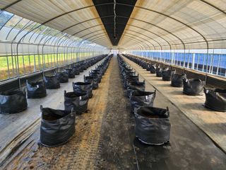 김영준님의 블루베리 · 자유게시판 작성글 사진