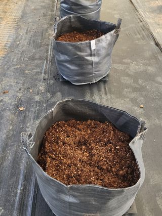 김영준님의 블루베리 · 자유게시판 작성글 사진