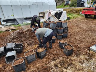 김영준님의 블루베리 · 자유게시판 작성글 사진