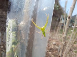 이상헌님의 두릅 · 영농일지 작성글 사진