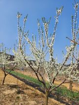 팜모닝 자유주제·자유게시판 게시글 이미지