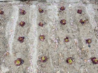 이은주(여성초보농민님의 자유주제 · 자유게시판 작성글 사진