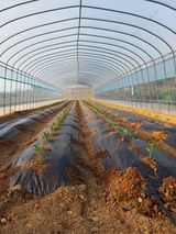 팜모닝 고추·영농일지 게시글 이미지