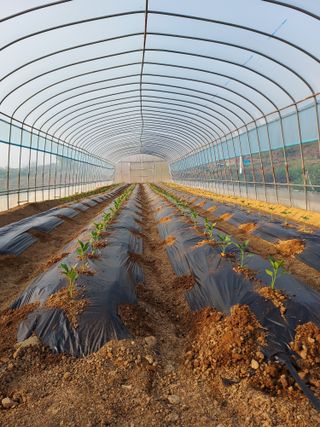 자두9712박태진님의 고추 · 영농일지 작성글 사진