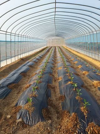 자두9712박태진님의 고추 · 영농일지 작성글 사진