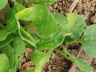 토마스님의 기타작물 · 병해충상담 작성글 사진