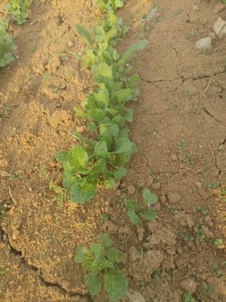 토마스님의 기타작물 · 병해충상담 작성글 사진