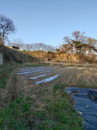 미카엘농장님의 콩 · 영농일지 작성글 사진