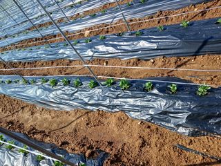 콩나라최여순님의 콩 · 자유게시판 작성글 사진