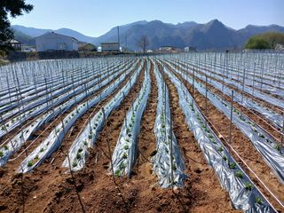 콩나라최여순님의 콩 · 자유게시판 작성글 사진