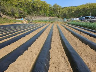 최경림님의 고추 · 영농일지 작성글 사진