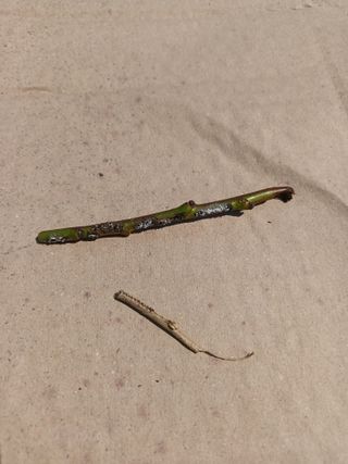 실로암농원님의 자유주제 · 자유게시판 작성글 사진