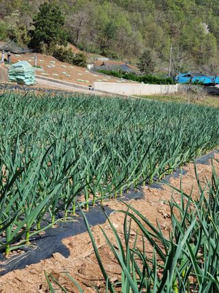이상응님의 마늘 · 마늘 쪽 비대기 작성글 사진