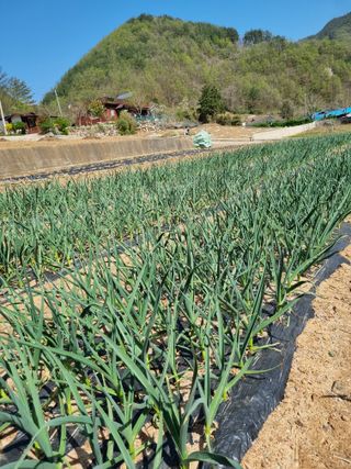 이상응님의 마늘 · 마늘 쪽 비대기 작성글 사진